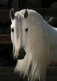 Beautiful White Horse With Long Pretty Mane With Images Horses White Horses Andalusian Horse