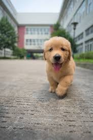 Roasted garlic butter parmesan potatoes. Happy Golden Retriever Baby Puppies Golden Retriever Baby Cute Dogs