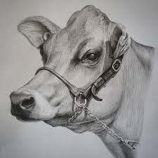 Log In Instagram Cow Art Animal Drawings Cow Sketch