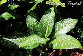 La Popular Diefembaquia Dieffenbachia Seguine Caracteristicas De Las Plantas Plantas Ornamentales Plantas