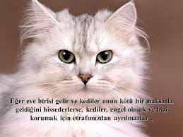Kediler Ile Ilgili Resimli Sozler Kuaza