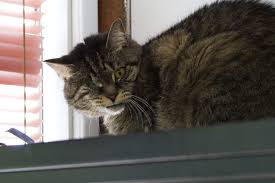 So what do i mean by the cat learning to trust me? Could Feral Cats Solve D C S Rat Problem Wamu