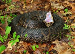 Image result for Malaxis katangensis