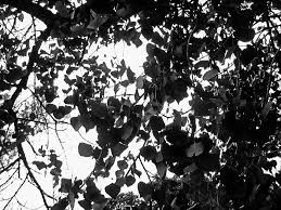 Evergreen species can have leaves that are 'entire' (without lobes or teeth) or that have only faintly wavy edges. Tree Leaves Foliage Black White Free Image From Needpix Com