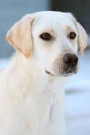 Our goal is to produce the true working labrador retriever; Labrador Retriever Puppies For Sale Chocolate Labs For Sale Yellow Labrador Puppies Black Labrador Puppies Labrador Retriever Breeder Fox Red Labrador Puppies For Sale