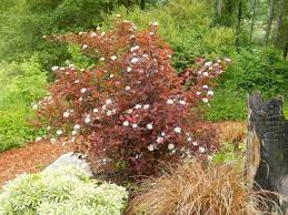 Ninebark (physocarpus opulifolius) coppertina™ is an attractive flowering shrub, native to eastern north america. Ninebark Coppertina