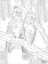 If your child loves interacting. Cockatoo Coloring Pages Coloring Home