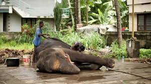 Emotional video unity (embeds of your videos). Newsflare Pet Elephant Enjoys Spa Treatment Mahout Scrubs And Rejuvenate Elephant