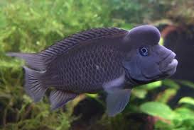 Steatocranus casuarius, also known as the buffalo head is a west african cichlid that is dear to many hobbyists' hearts. Steatocranus Casuarius African Blockhead Biolib Cz