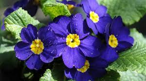 By strategically employing combinations that bloom in unison, you can enjoy lush gardens filled with attractive flowers. It S Not Too Early To Plant Trees Shrubs And Perennials But Do These Things First Chicago Tribune