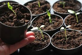 There are 4 main reasons that seedlings get leggy. 11 Tried And True Hacks To Fix And Prevent Leggy Seedlings Diy Crafts