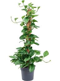 Image result for Bidens pinnatipartita