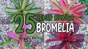 If you want to force your plant to spike, place it in a tightly closed, clear plastic bag for up to 10 days with a ripe apple. 25 Jenis Bunga Bromelia 25 Types Of Bromeliad Flowers Youtube