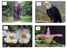 Di wilayah pantai utara bab barat beriklim sedang. Perhatikan Gambar Berikut Fauna Fauna Khas Asal Amerika Serikat Adalah