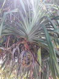 Image result for Pandanus odoratissimus