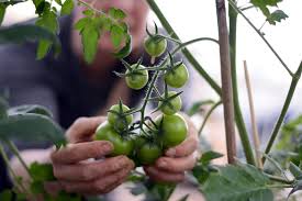 Natural enemy biodiversity and insect pest suppression 5. What Is Biological Control Externwebben