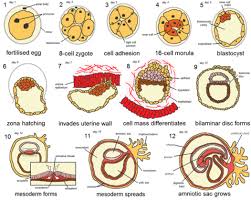 Desarrollo Embrionario Etapas Y Sus Caracteristicas Embriologia Humana Desarrollo Fetal Tejido Nervioso