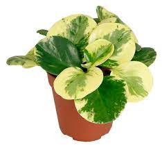 While they don't typically produce fancy flowers (instead producing pale. Peperomia Obtusifolia Golden Genua Im 12cm Topf Zierpfeffer Hohe Ca 10cm Meingartencenter24 De Garten Online Shop Weber Grill