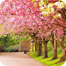Adorable wallpapers > abstract > free wallpapers for my phone (11 wallpapers). Spring Wallpaper Apps On Google Play