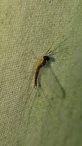 Image result for Pterygota