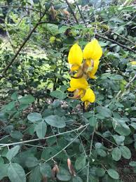 Image result for Crotalaria bernieri