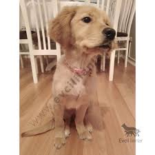 Safkan Golden Retriever Disi In 2020 Golden Retriever Retriever Dogs