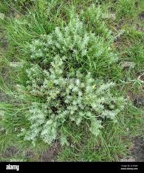 Image result for Pentzia incana