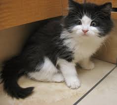 Cats that have black and white markings are often referred to as tuxedo or piebald cats. The Cat S Meow Archives Page 5 Of 6 Summeridge Animal Clinic Summeridge Animal Clinic