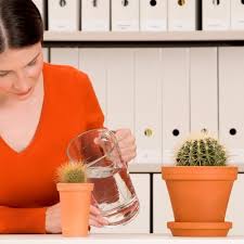 Cacti aren't really genetically designed to grow fast. Mammillaria Cactus Care Grow Complete Guide Cactuscare