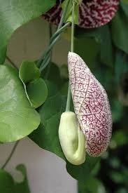 Image result for Aristolochia littoralis