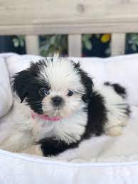 Cleo excels in giving amusement and affection. Shih Tzu For Sale In Lynchburg Va Local Pet Store Petopia