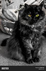 Looking for a good deal on long hair cat? Black Cat Siberian Image Photo Free Trial Bigstock