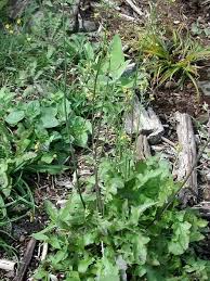 Image result for Alafia orientalis