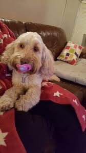 Cat plays in pride tent with toy
