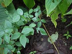 Image result for Teramnus