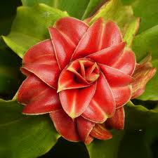 Image result for Costaceae