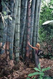 Image result for Dendrocalamus