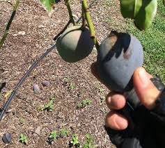 Image result for Mangifera