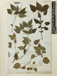 Image result for Acalypha racemosa