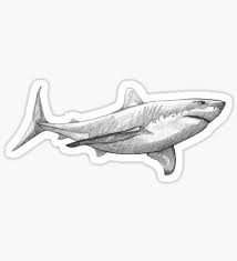 Black And White Shark Stickers Madliart Shop Redbubble Wildlife Artwork Manta Ray Art Great White Shark