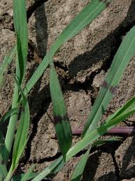 Image result for Echinochloa colona