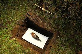 Es gibt verschiedene arten der tierbestattung. Haustier Begraben Vorschriften Alternativen In Osterreich Herold