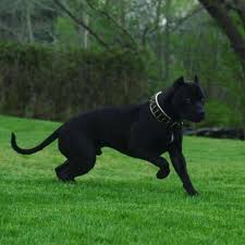That S Vanta A Very Very Dark Bulldog Imgur In 2020 Dog Breeds Animals Dogs