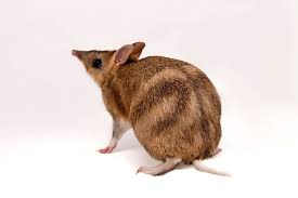 An Eastern Barred Bandicoot Perameles Gunni Animals Wild Kingdom Animal Species