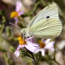 Check spelling or type a new query. Scv News Little White Butterfly Scvnews Com