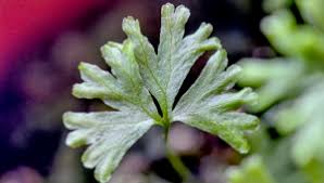 Image result for Anogramma