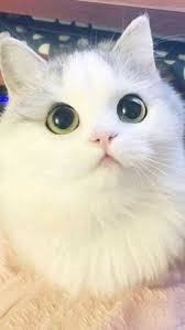 Jika anda melihat foto menarik dari anak kucing comel kenali apa ras. 28 Ide Kucing Lucu Kucing Lucu Kucing Lucu