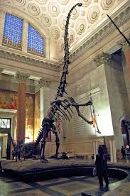 Squelette Monte Du Sauropode Barosaurus Lentus Illustrant La Station Redressee Tripodale American Museum Of Natural History Dinosaure Fossiles Animaux