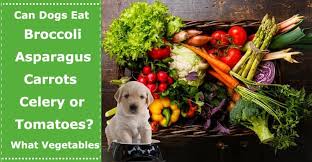 However, celery isn't hazardous to a puppy, just as long as it's served in a safe way that won't. Can Dogs Eat Broccoli Asparagus Carrots Celery Or Tomatoes What Vegetables Dogs Can Or Can T Eat Petxu