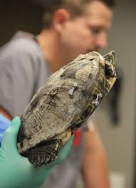 Small Screens And Big Dreams